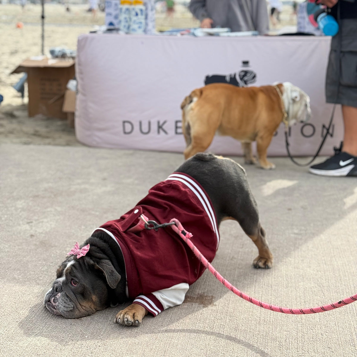 Bulldog Beauty Contest 2025