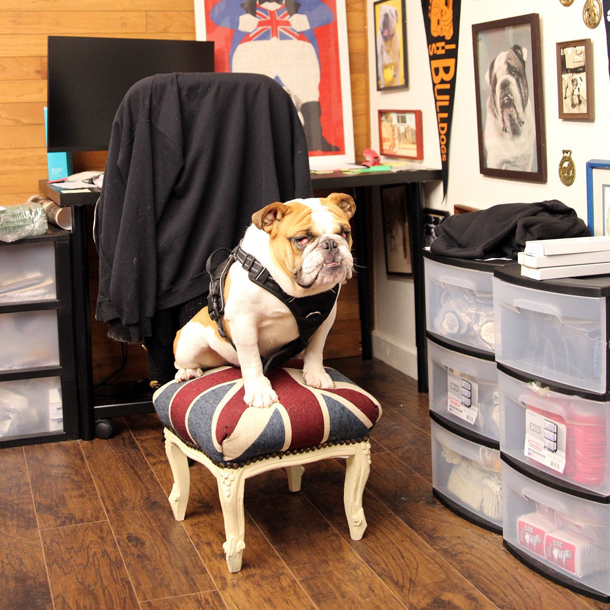 Introducing Buster The Bulldog