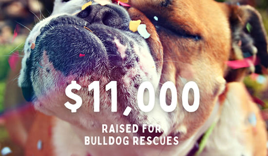 $11,000 Raised For Bulldog Rescue