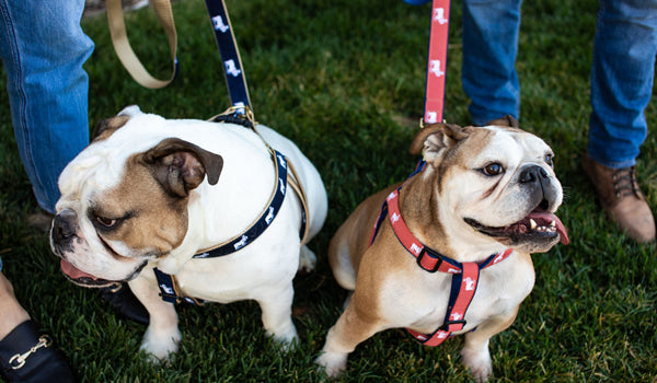 Introducing D&W Dog Harnesses