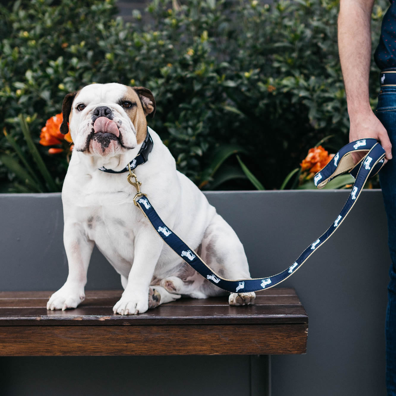 Can you help Winston, the English Bulldog? - Cotswolds Dogs and