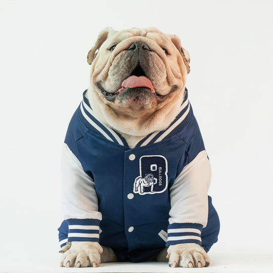 English bulldog deals outfits