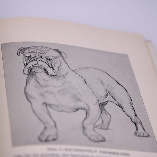 The Bulldog by Enno Meyer, 1960 #2 (SOLD)