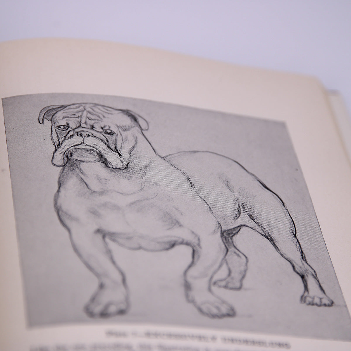 The Bulldog by Enno Meyer, 1952