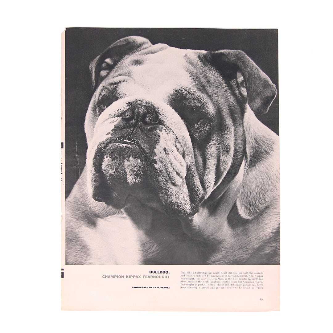 Champion Kippax Fearnought Print (Esquire, 1955)