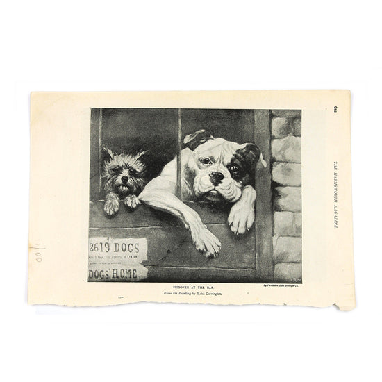 Vintage Bulldog Book Illustration, c.1899 - SOLD