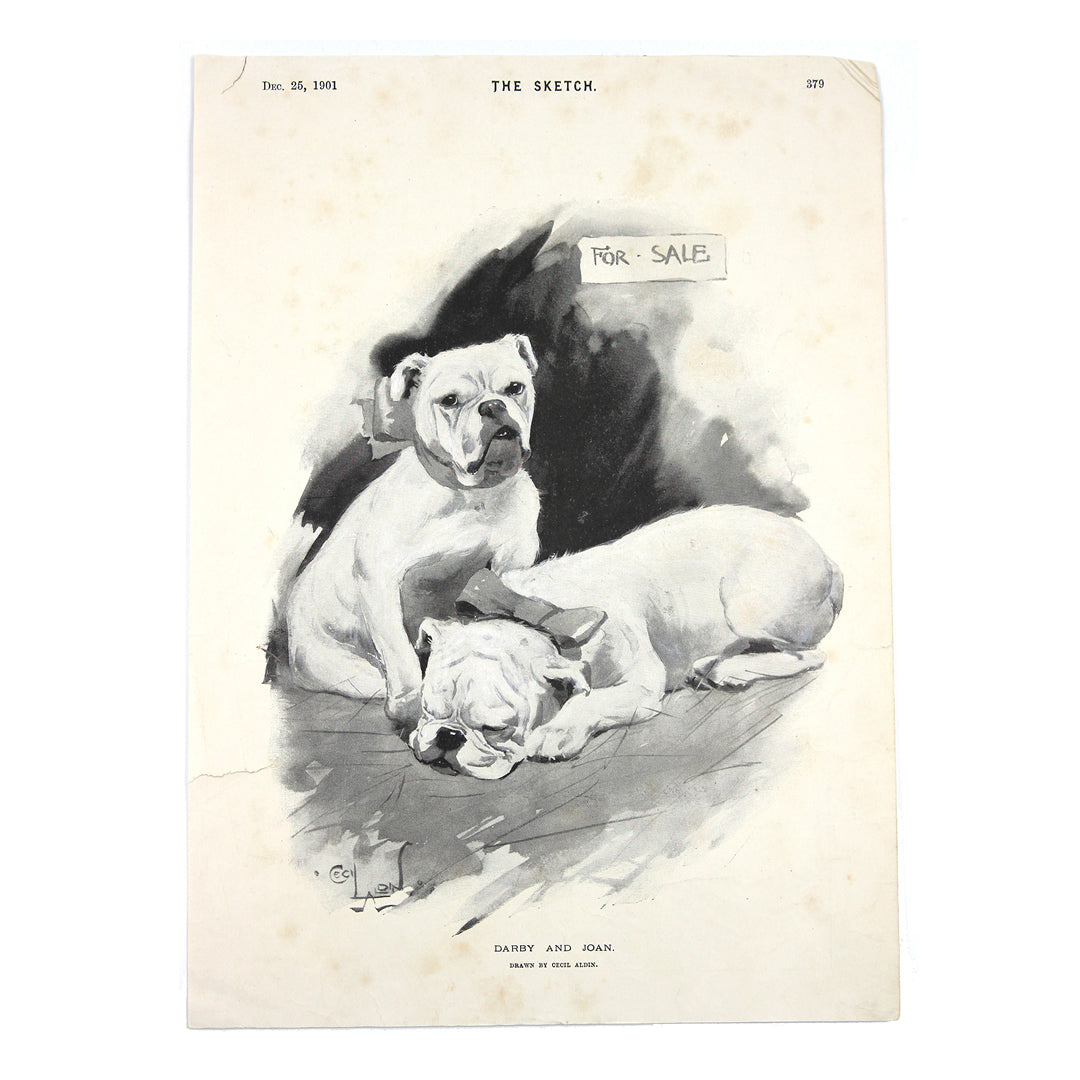 Vintage Bulldog Print, c.1901 - SOLD