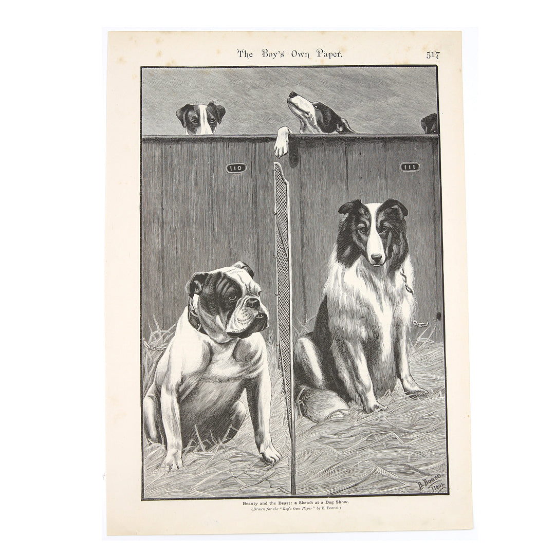 Vintage Bulldog Print, c.1901 - SOLD