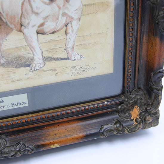 Framed Bulldogs Etching (1890)