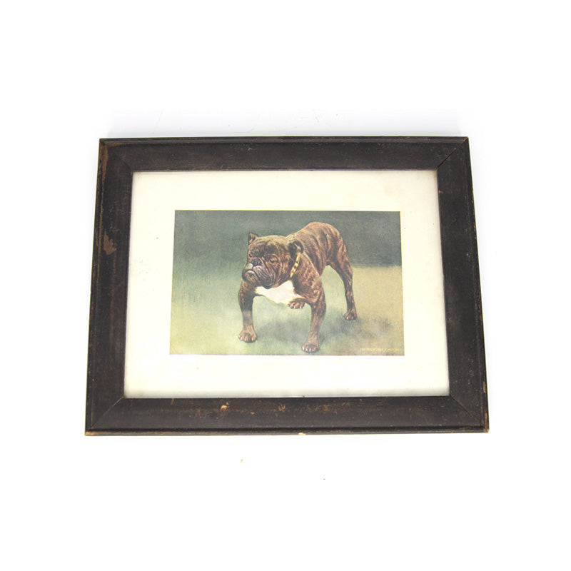 Framed Bulldog Lithograph (1906) - SOLD