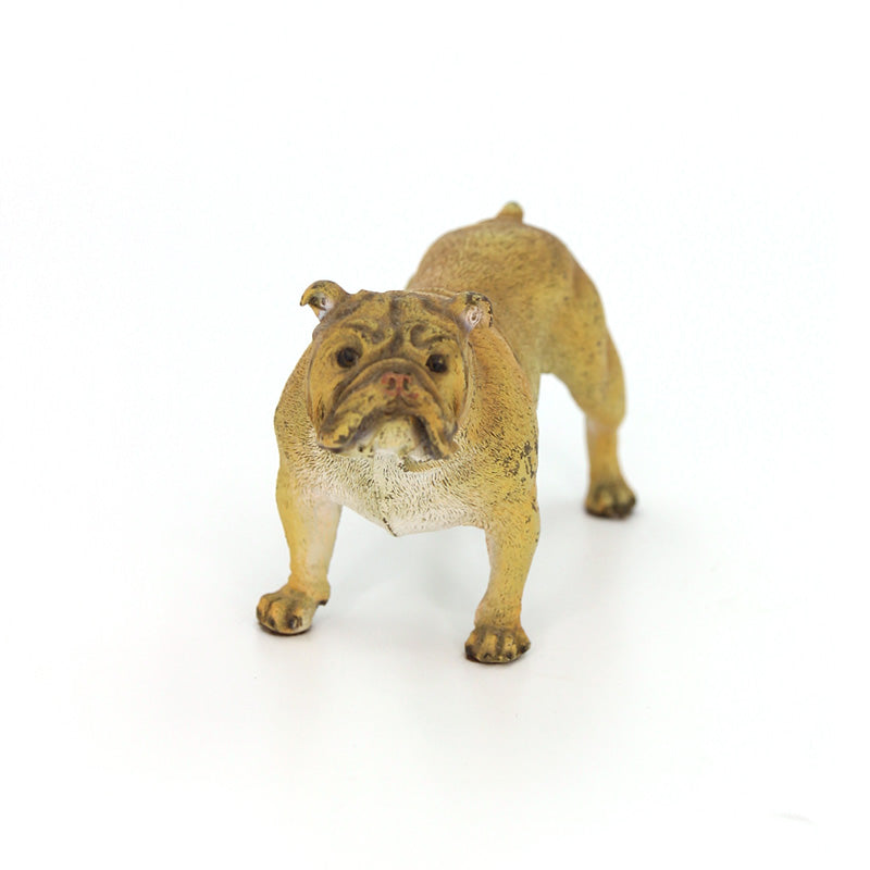 Austrian Cold Painted Bronze Bulldog 2