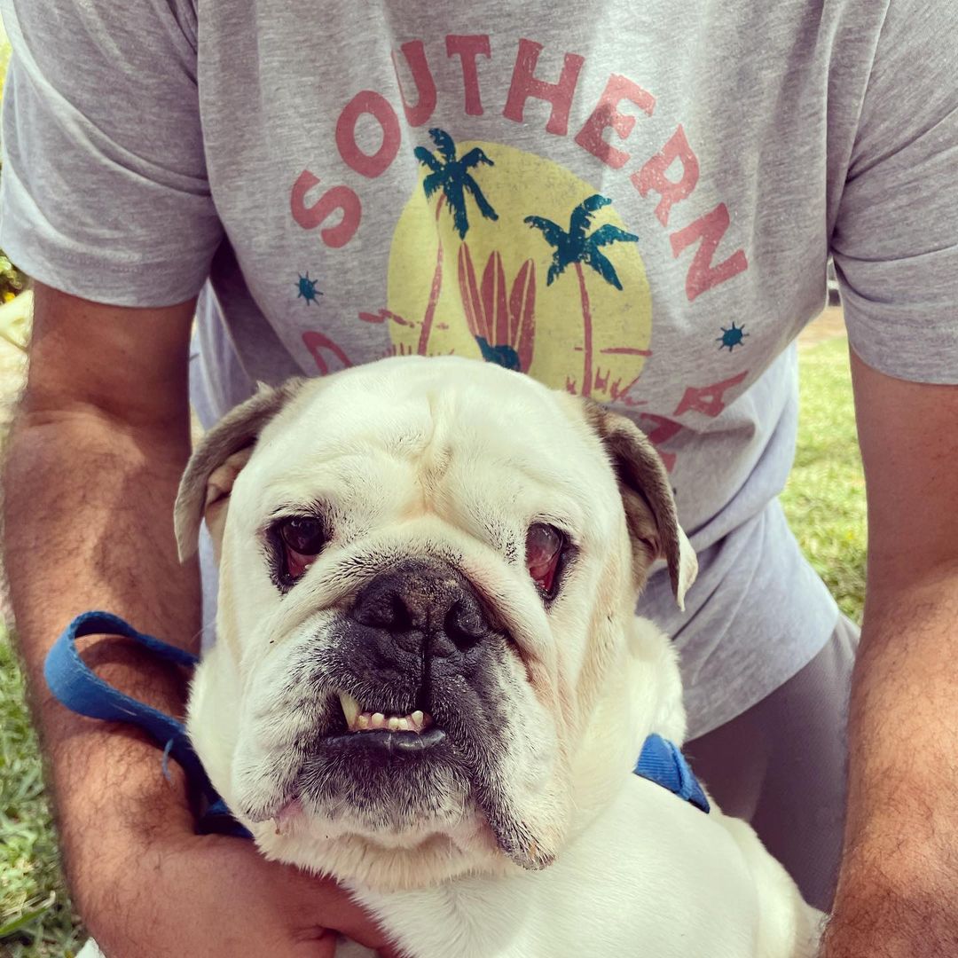Southern California Bulldog Rescue x D&W Tee - SOLD OUT