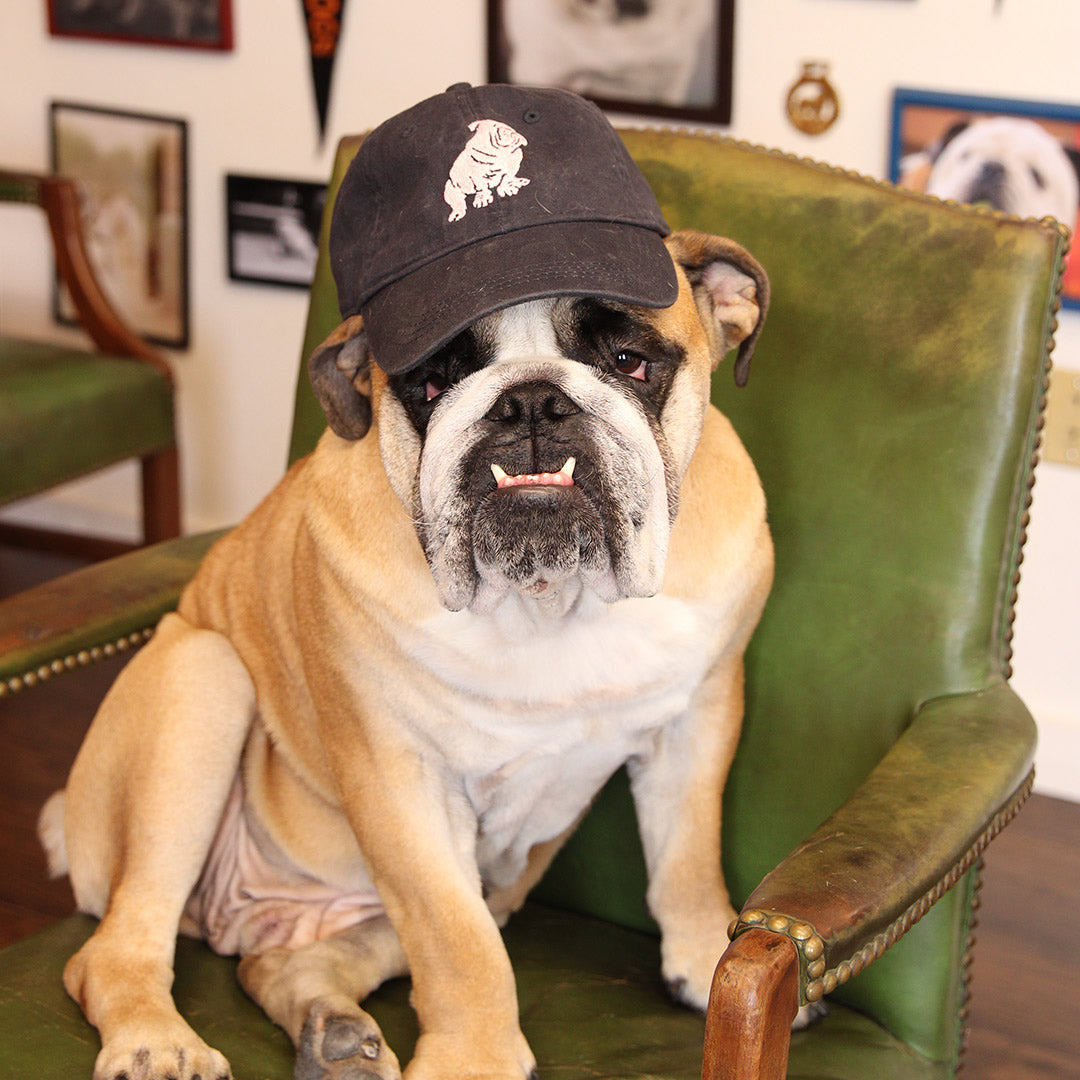 Stubborn Bulldog Hat (Navy)