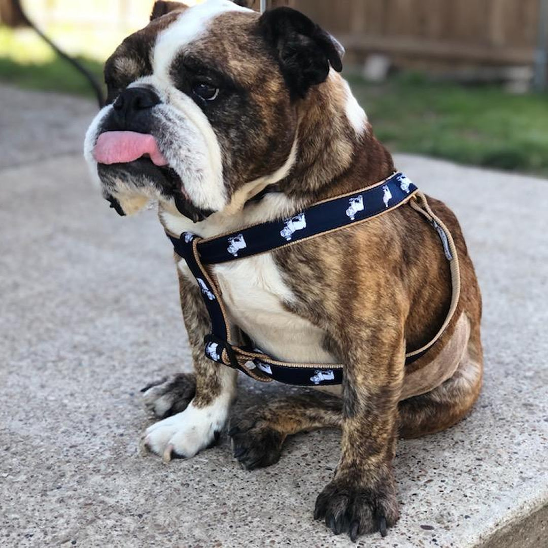 Dog harness outlet for english bulldog