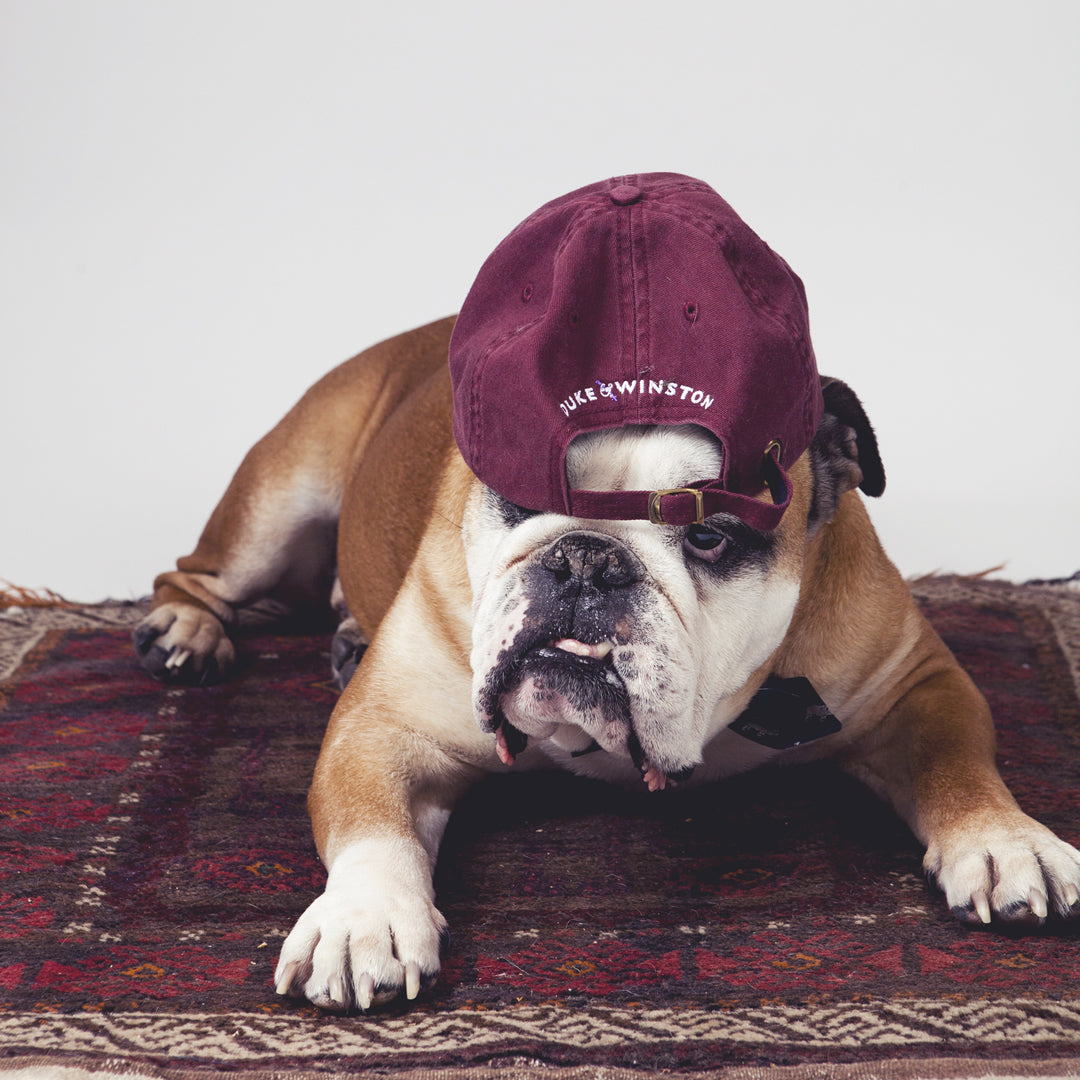 Load image into Gallery viewer, Stubborn Bulldog Hat (Maroon)
